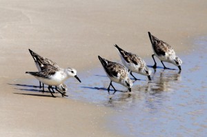 Sanderlings at Bon Secour NWR Beach _MG_1485-copy1websized