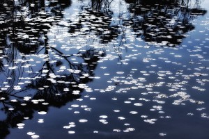 Sunlit Lily Pads _MG_1626-copywebsized