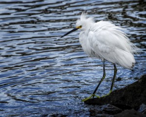 Snowy Egret at Ft Morgan _MG_1785-copy2websized
