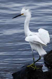 Snowy Egret at Ft Morgan _MG_1789-copy2websized