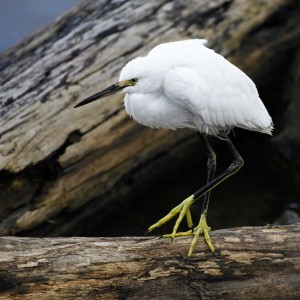 Snowy Egret at Ft Morgan _MG_1795-copywebsized