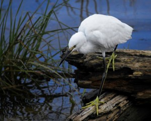 Snowy Egret at Ft Morgan _MG_1802-copy1websized