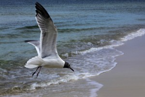 Laughing Gull, Bon Secour NWR Beach laughinggull1websized