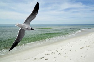 Laughing Gull, Bon Secour NWR Beach nwrbeach-copywebsized