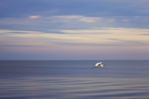Snowy Egret snowyegret1websized