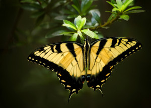 Eastern Tiger Swallowtail Butterfly 5startigerswallowtail2websi