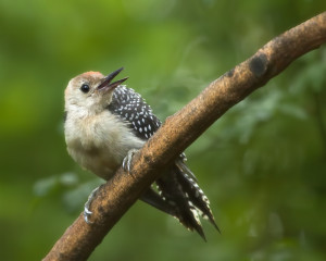 Red-bellied Woodpecker