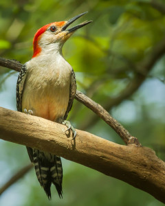 Red-bellied Woodpecker 7starhotmrwood-(1)