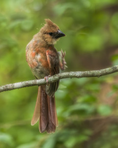 Cardinal (male)