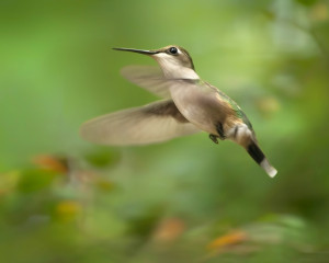 Ruby-throated Hummingbird female