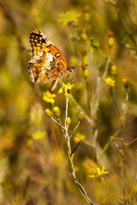 Variegated Fritillary Butterfly