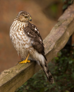 Coopers Hawk immature