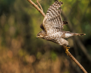 Cooper's Hawk immature