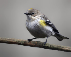 Yellow-rumped Warbler