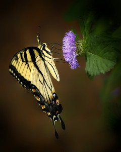 Eastern Tiger Swallowtail Butterfly