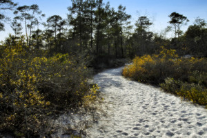 Sandy Trail through Reserve