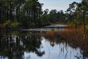 Pond in Bon Secour NWR
