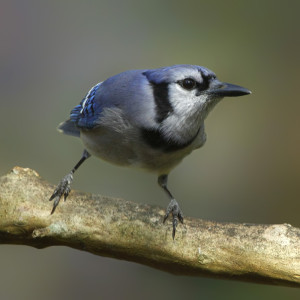 Bluejay