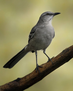Northern Mockingbird _MG_1777-copy1ws