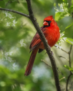 Northern Cardinal