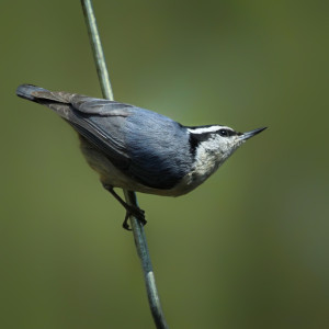Red-breasted Nuthatch _MG_1848-copy1