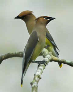 Cedar Waxwings _MG_1942-copy