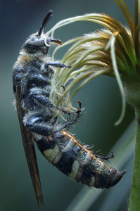 Scoliid Wasp _MG_2048-copywebsized
