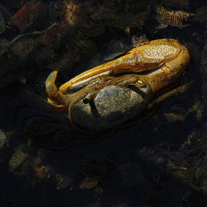 Fiddler Crab