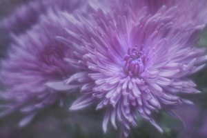 Soft Focus Optic