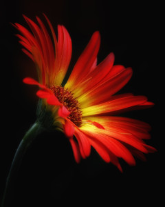 Gerbera Daisy _MG_2692-copy