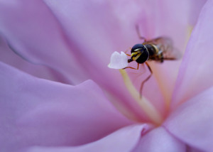 Hoverfly on Sasanqua _MG_2918-copy1flippedwebsiz