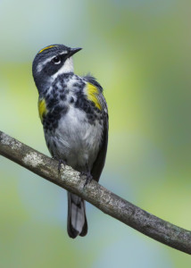 Yellow-rumped Warbler