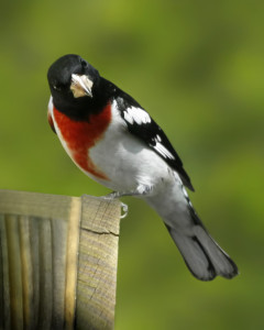 Rose-breasted Grosbeak