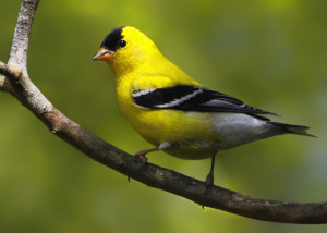 American Goldfinch