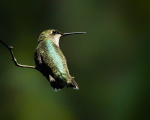 Ruby-throated Hummingbird