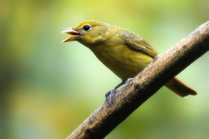 Summer Tanager