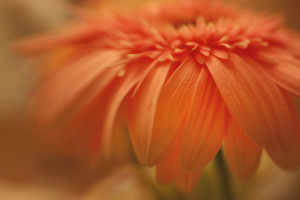 Gerbera Daisy _MG_4501-copywebsized