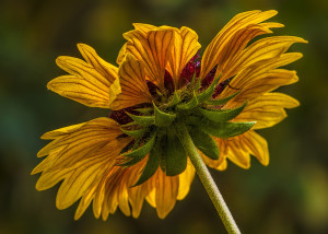 Gaillardia _MG_4690-copy