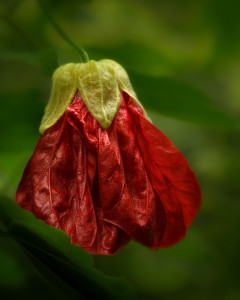 Dwarf Red Abutilon _MG_5454-copy1ws