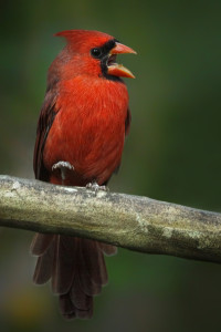 Cardinal _MG_5590-copy