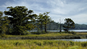 Weeks Bay Estuary