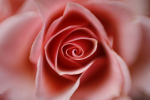 Miniature Rose _MG_5789-copywebsized