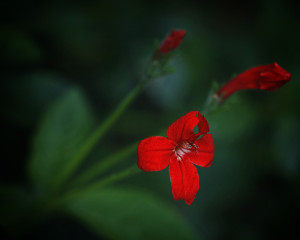 Ruellia _MG_5968-copyws