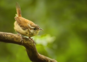 Carolina Wren