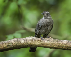 Grey Catbird