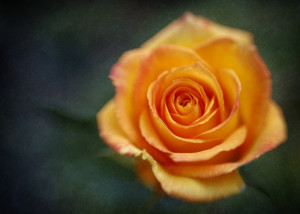 Sweet 35 Optic _MG_6364-copyws