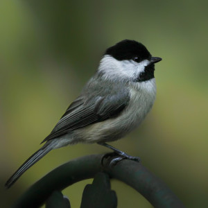 Carolina Chickadee _MG_6383-copy1