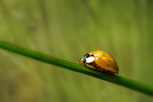 Ladybug (Immediately after Emerging from Pupa)