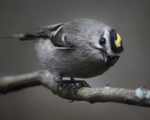 Golden-crowned Kinglet