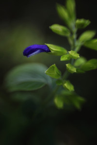 Purple Mexican Sage _MG_6871-copy1